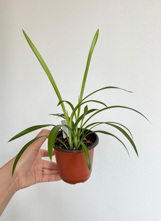 4” ‘Shamrock’ Spider Plant (Chlorophytum comosum)