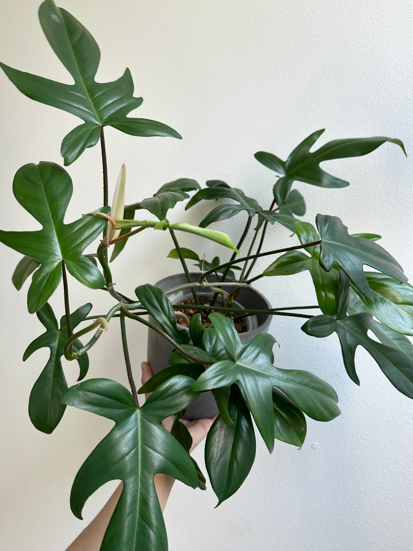 6" Philodendron 'Florida Green' (Large)