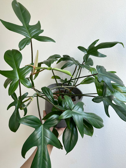 6" Philodendron 'Florida Green' (Large)