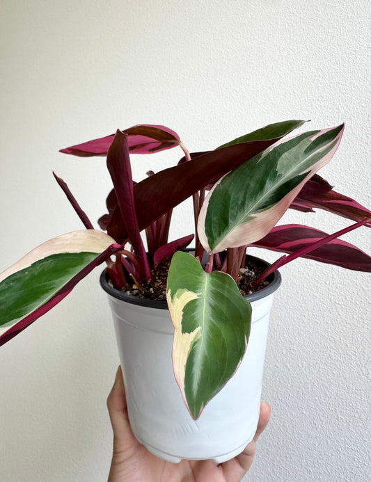 Stromanthe sanguinea 'Triostar' - 5"