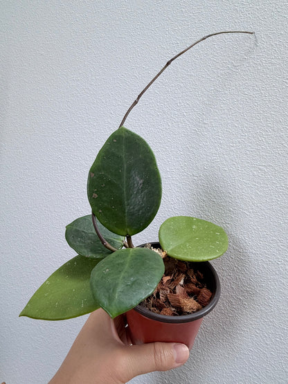 4” Hoya cv. Sweet Scent