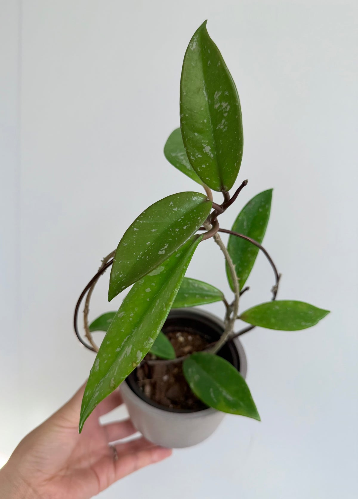 4” Hoya pubicalyx 'Splash'