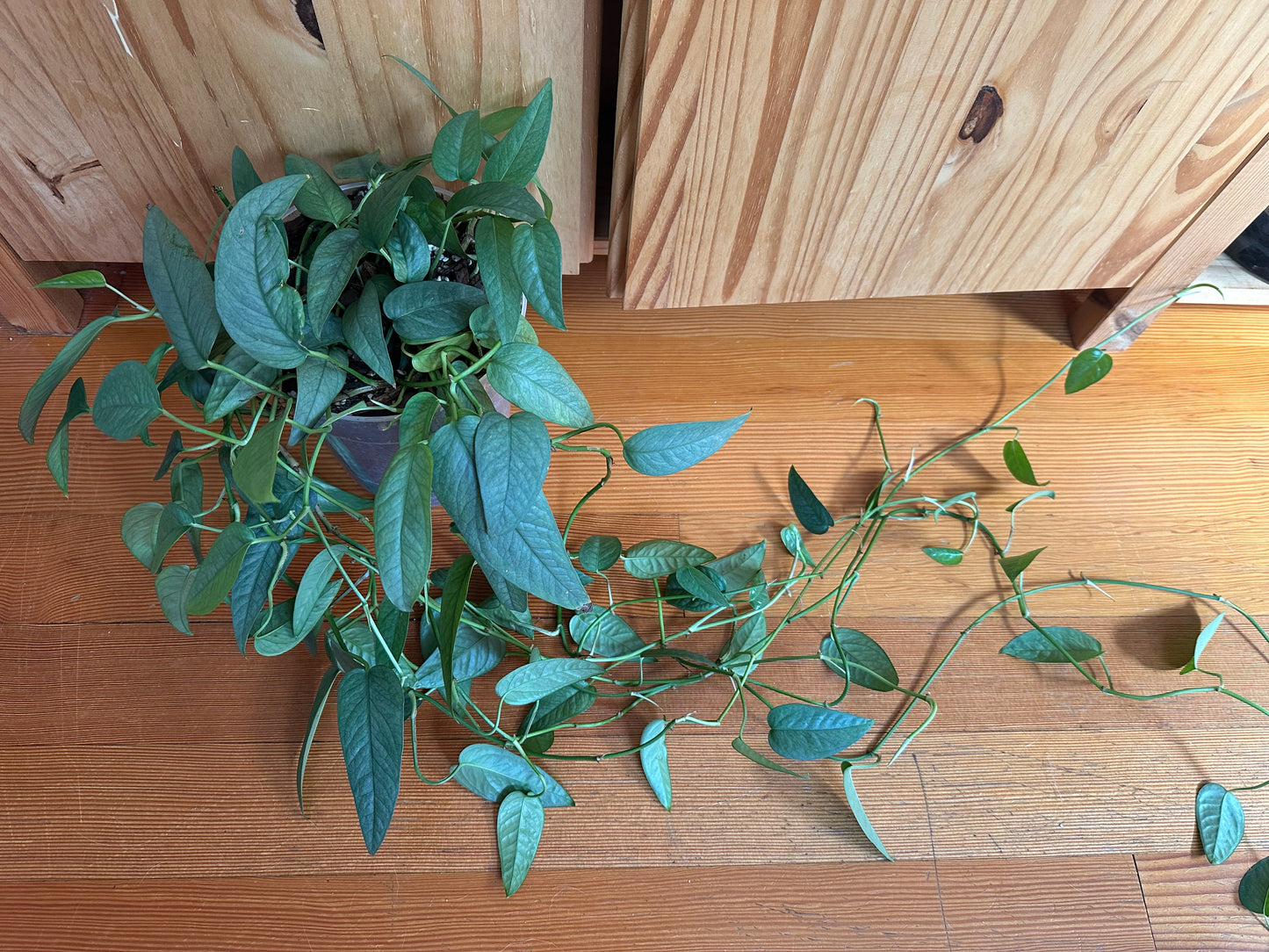 epipremnum pinnatum ‘cebu blue’ pothos