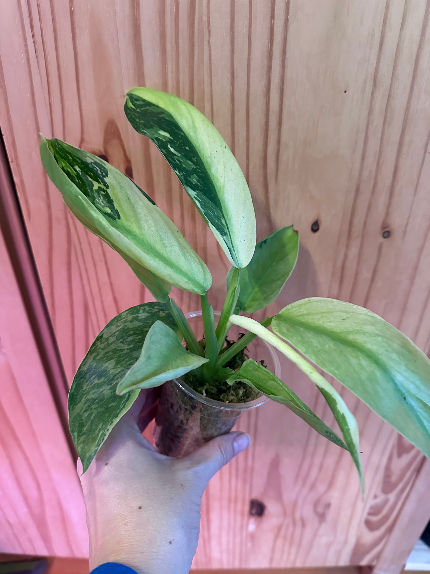 Philodendron Jose Buono fiesta