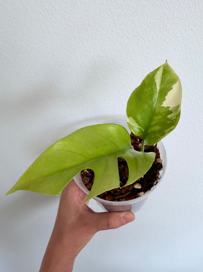 Rhaphidophora Tetrasperma Albo - 4" - possibly reverting