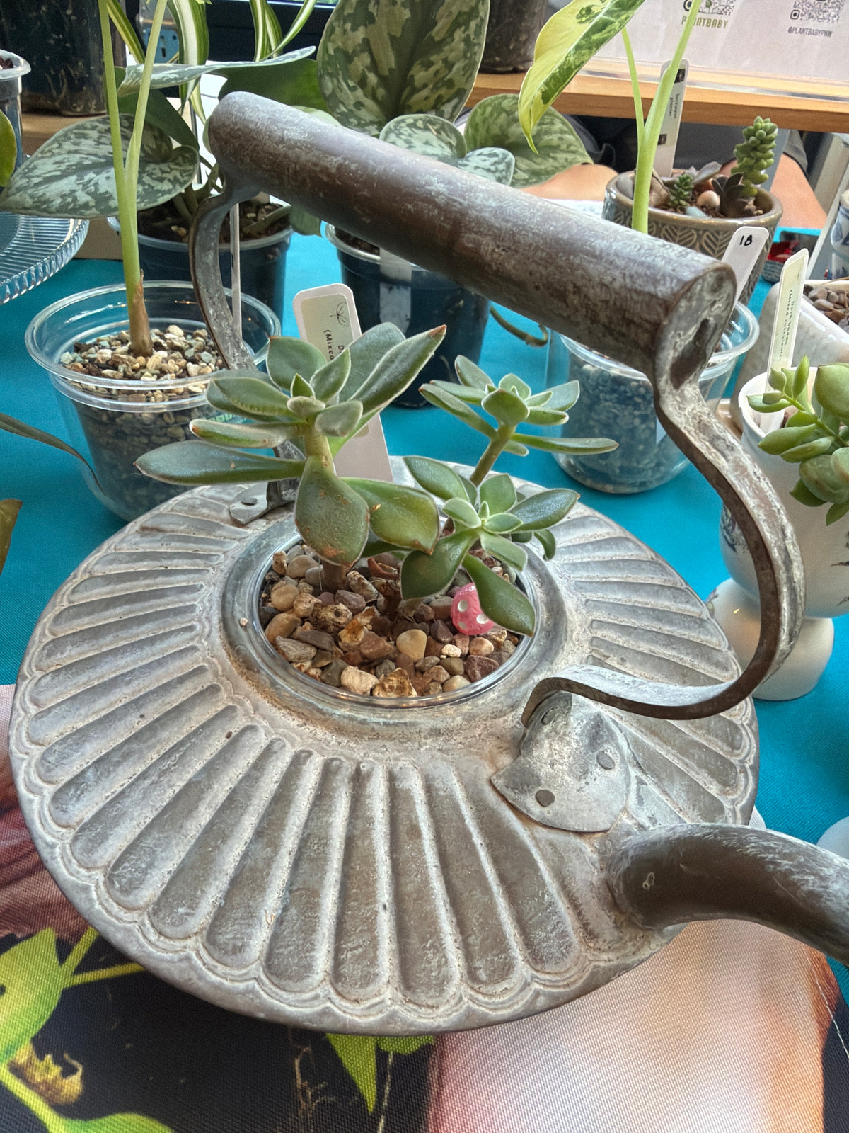 Desk buddy-mixed succulent planter