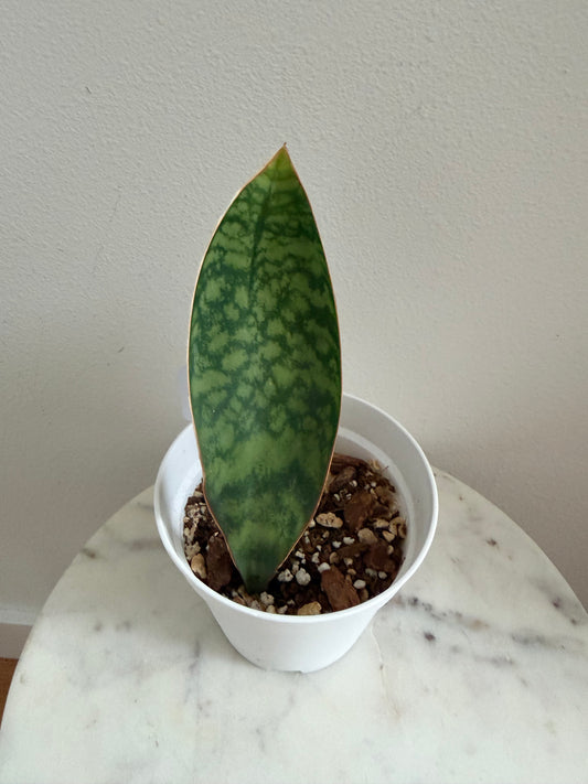 'Whale Fin' Snake Plant (Sansevieria Masoniana) - 4” pot