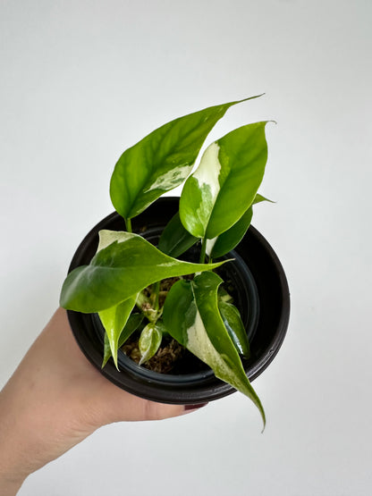 Rhaphidophora tetrasperma albo - 4" pot