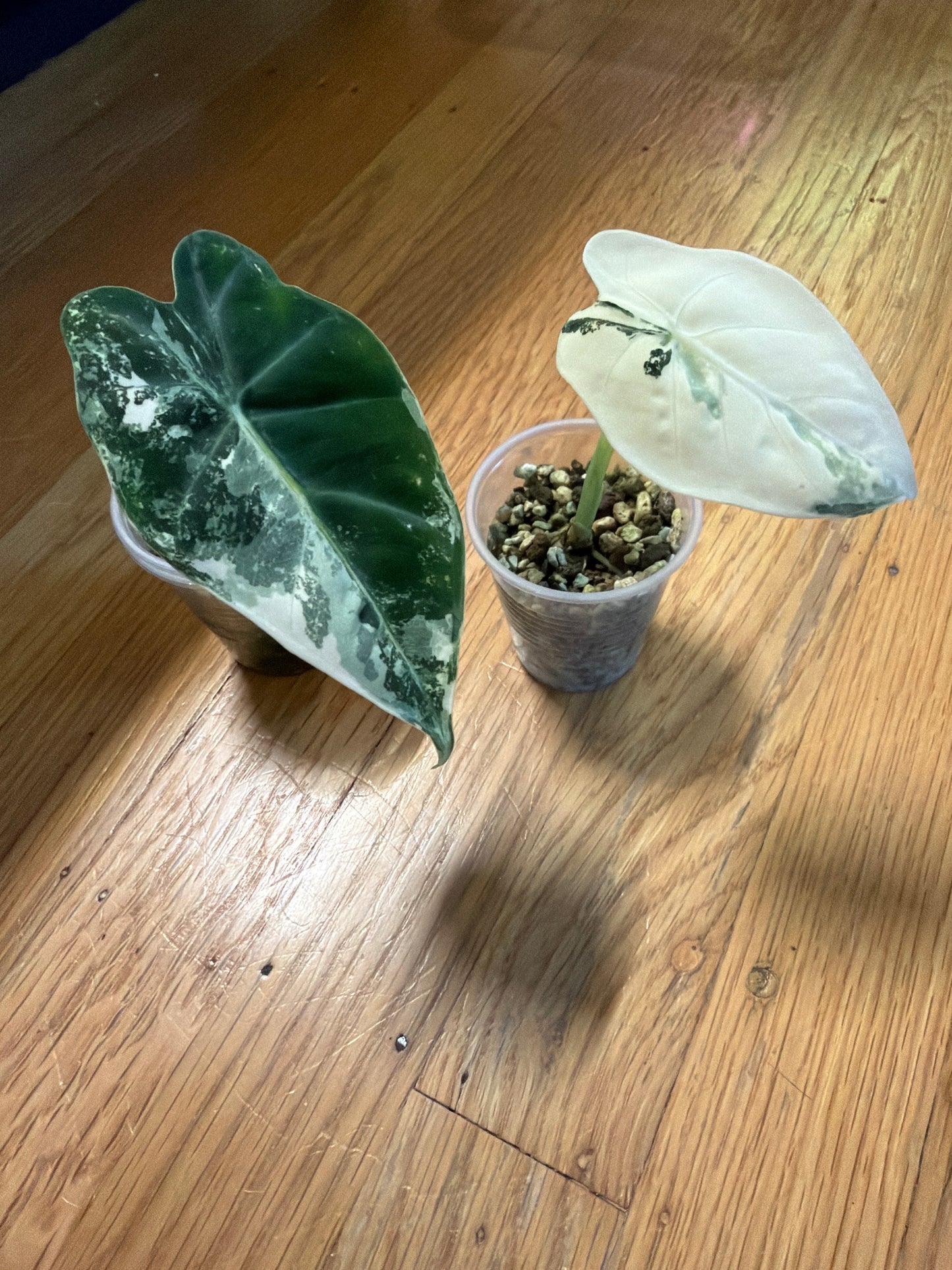 alocasia frydek variegated