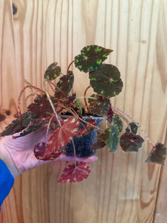 begonia bowerae cultivar “Tiger paw”