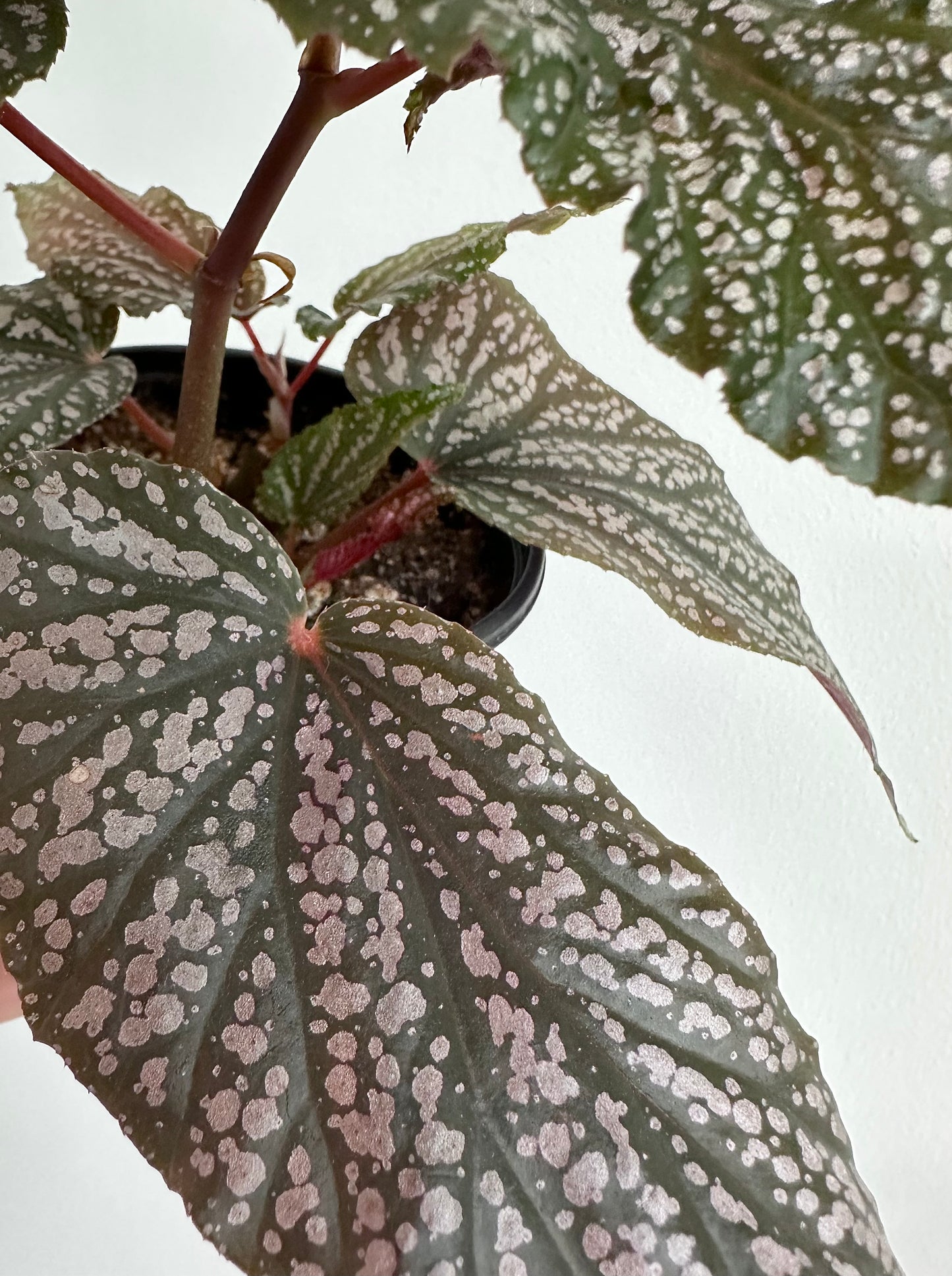 Begonia 'Pink Spot'