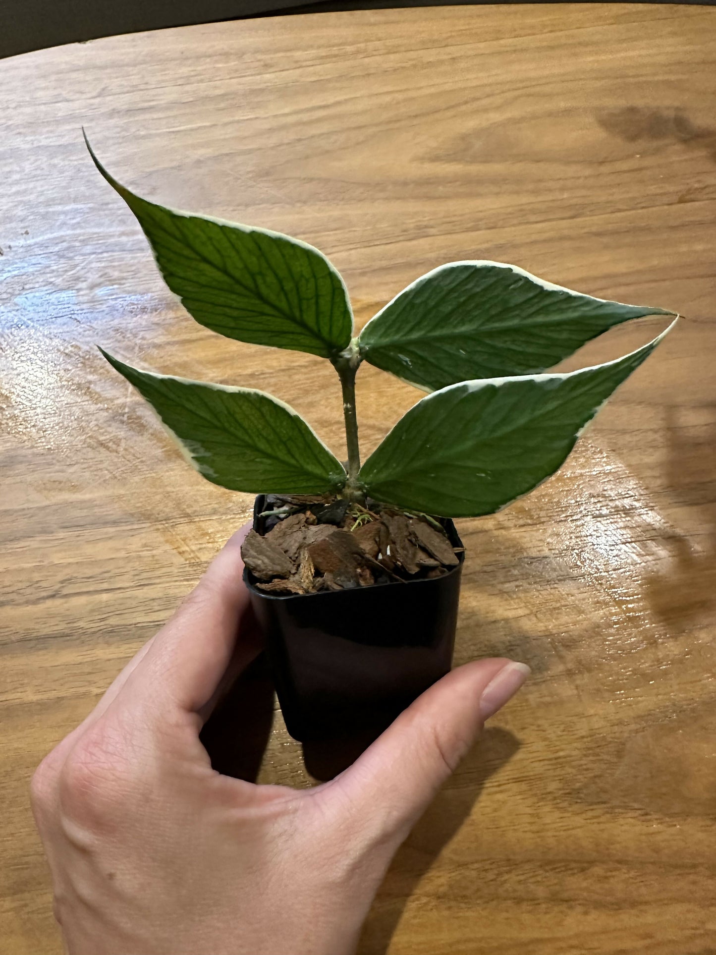 hoya polyneura albomarginata