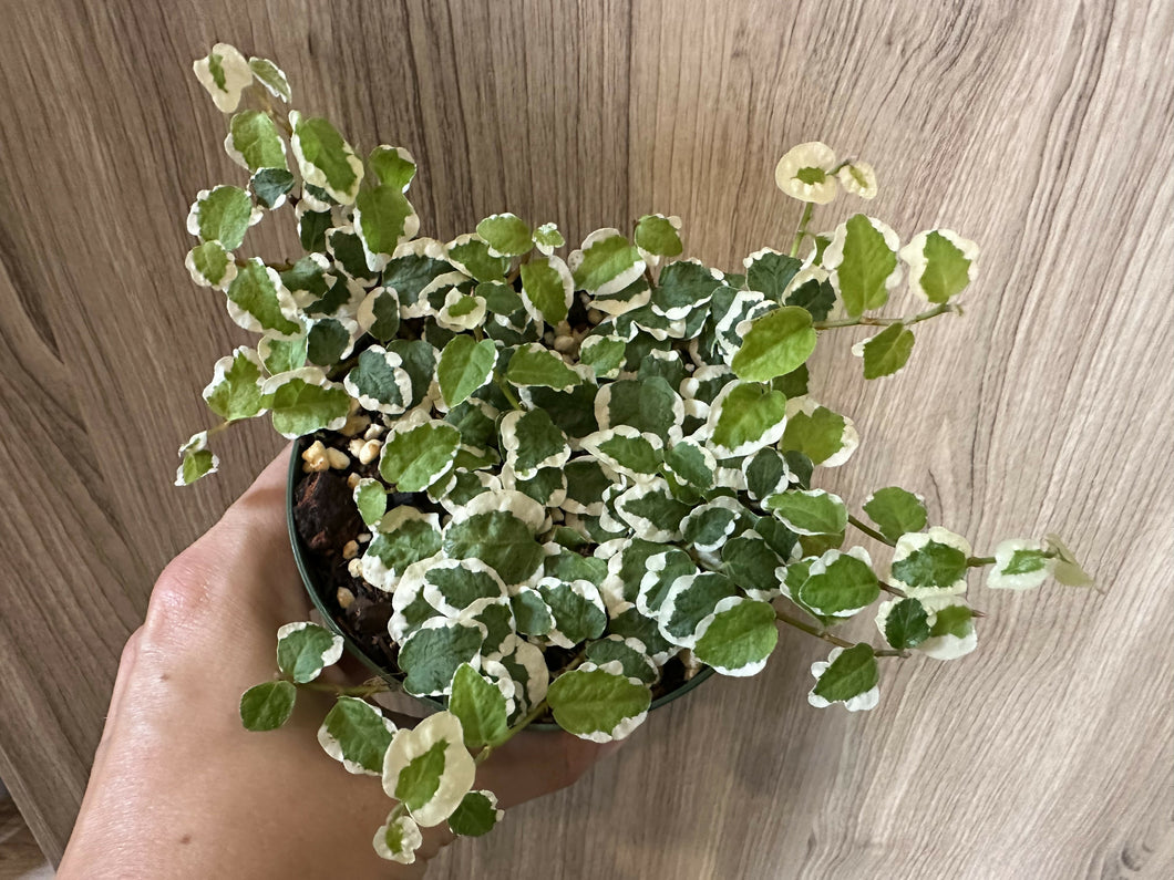 Ficus pumila 'Variegata'