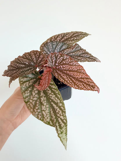 Begonia 'Pink Spot'