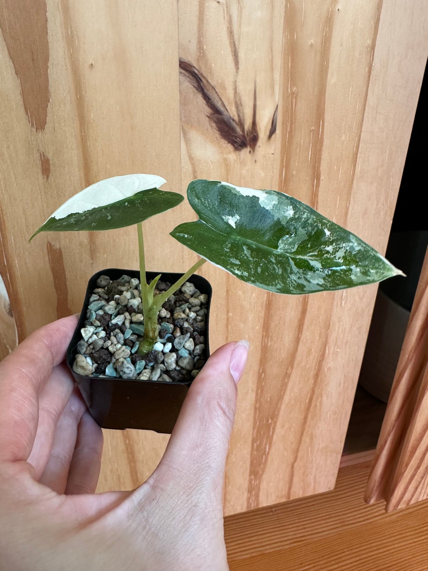 alocasia frydek variegated