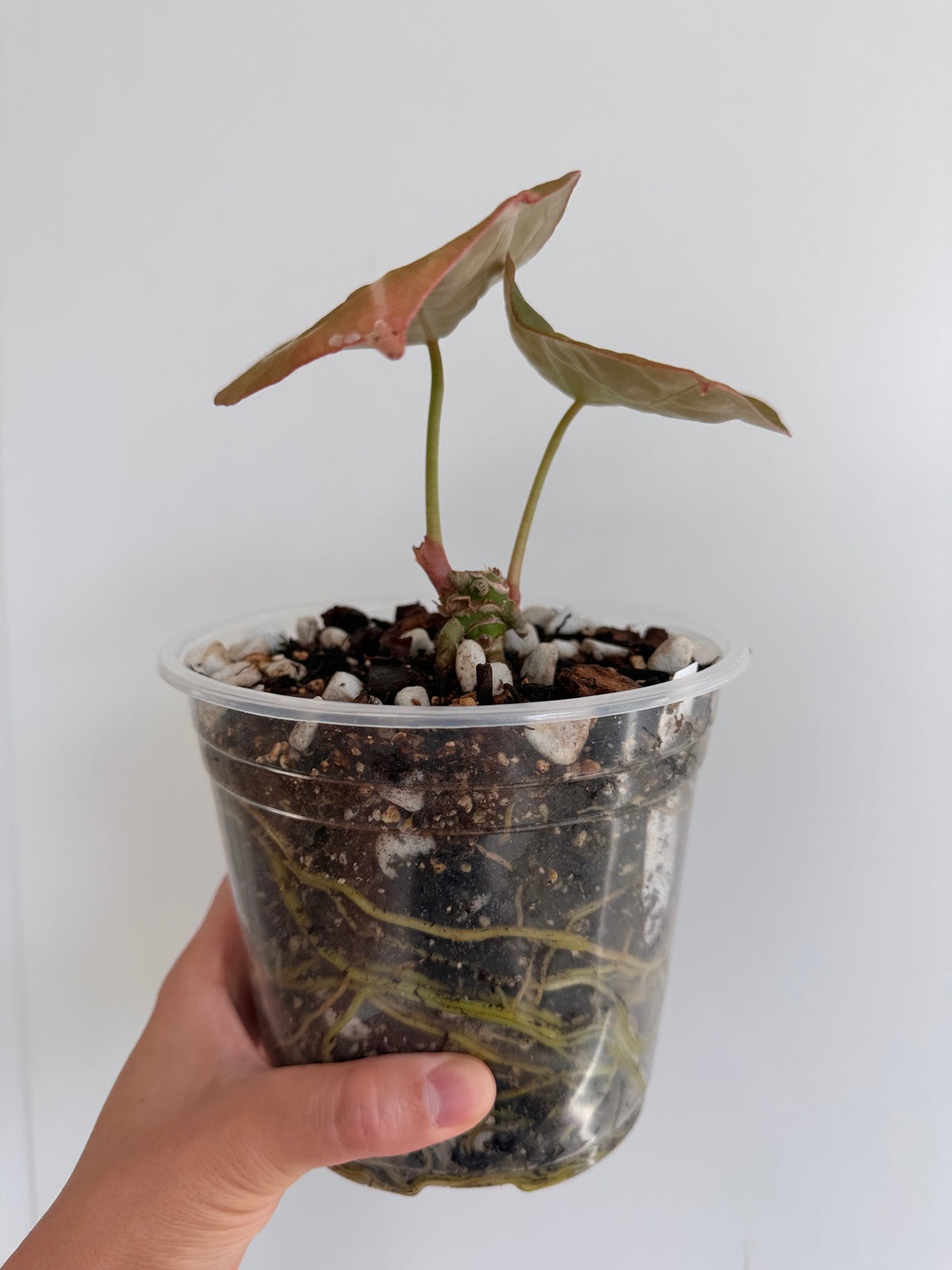 Anthurium Forgetii