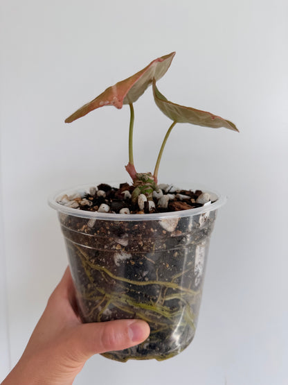 Anthurium Forgetii