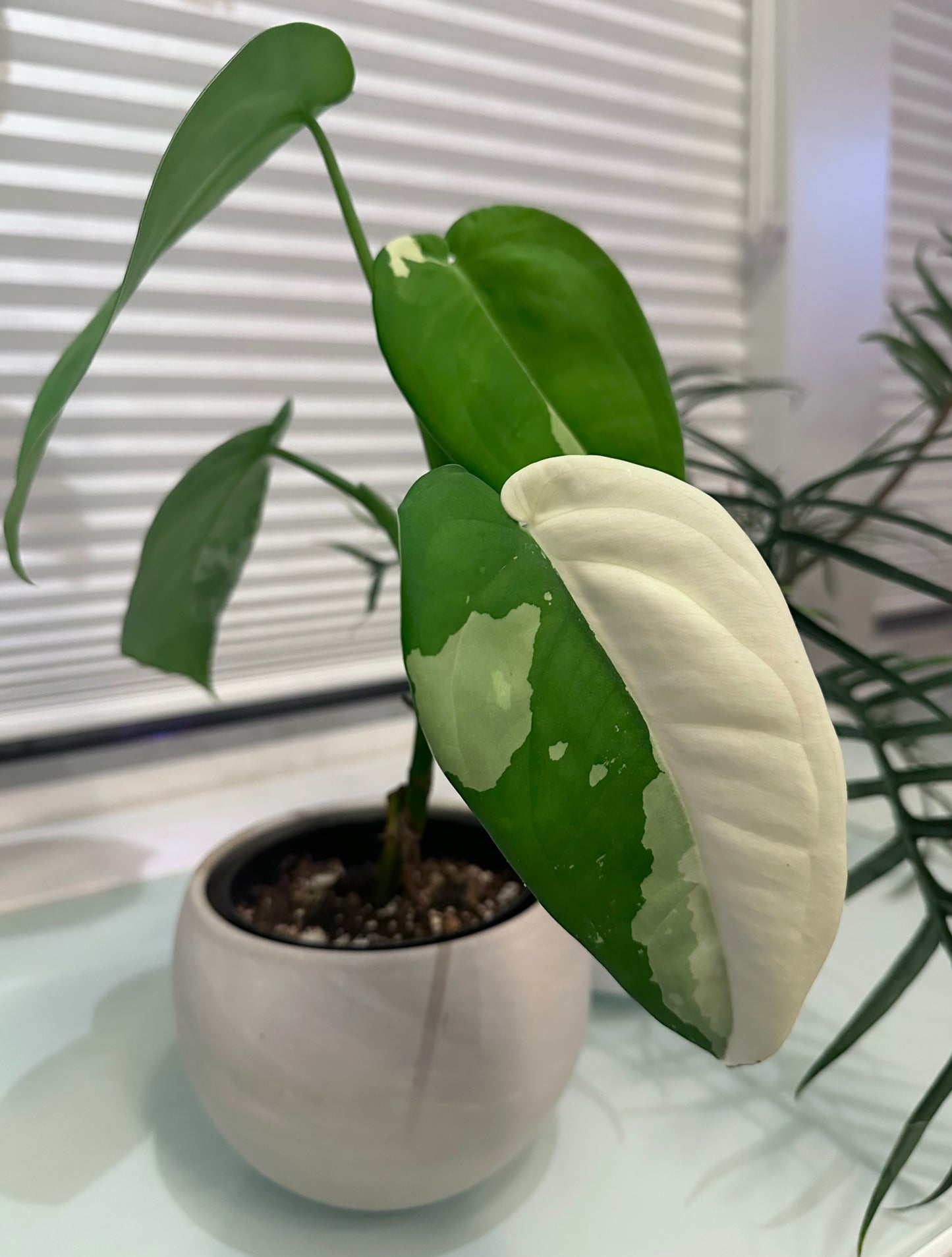 Syngonium Chiapense Albo Variegated