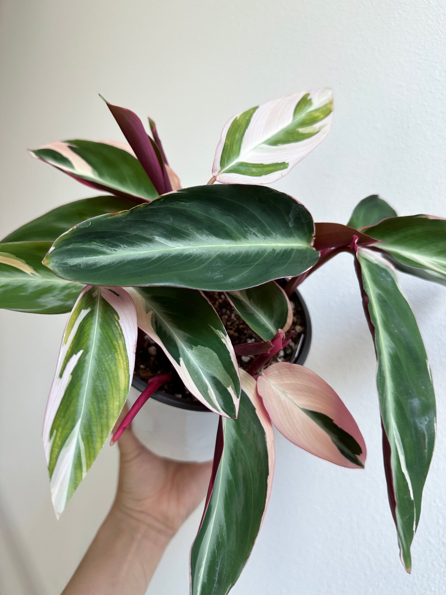 Stromanthe sanguinea 'Triostar' - 5"