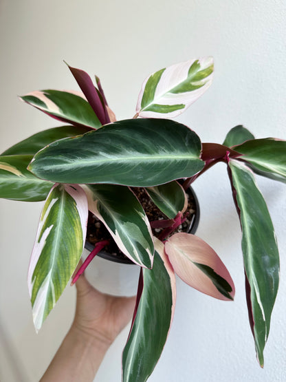 Stromanthe sanguinea 'Triostar' - 5"