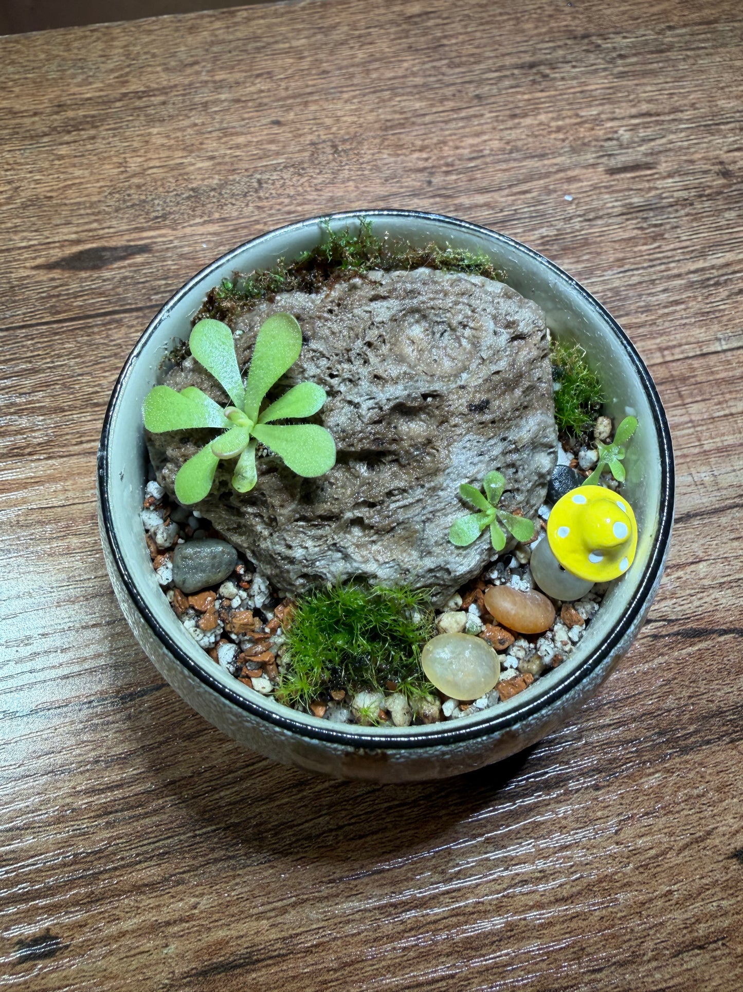 Mini “pingdom” Pinguicula xWeser