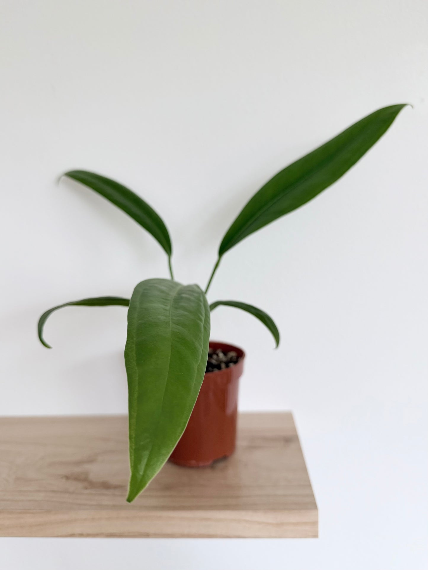 Anthurium sp. nov. “long leaf” (El Choco) - 4”