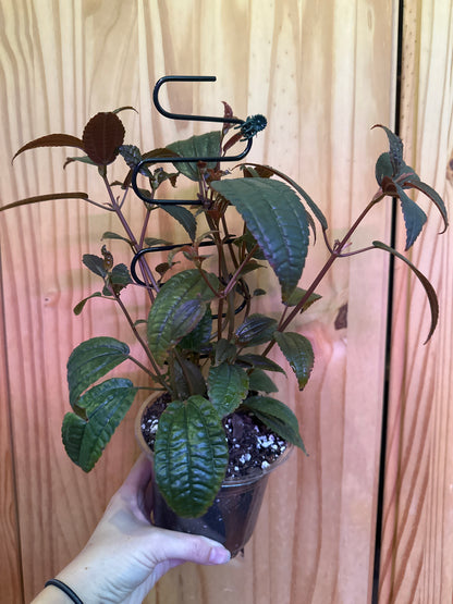 Pilea grandifolia 'Coral'