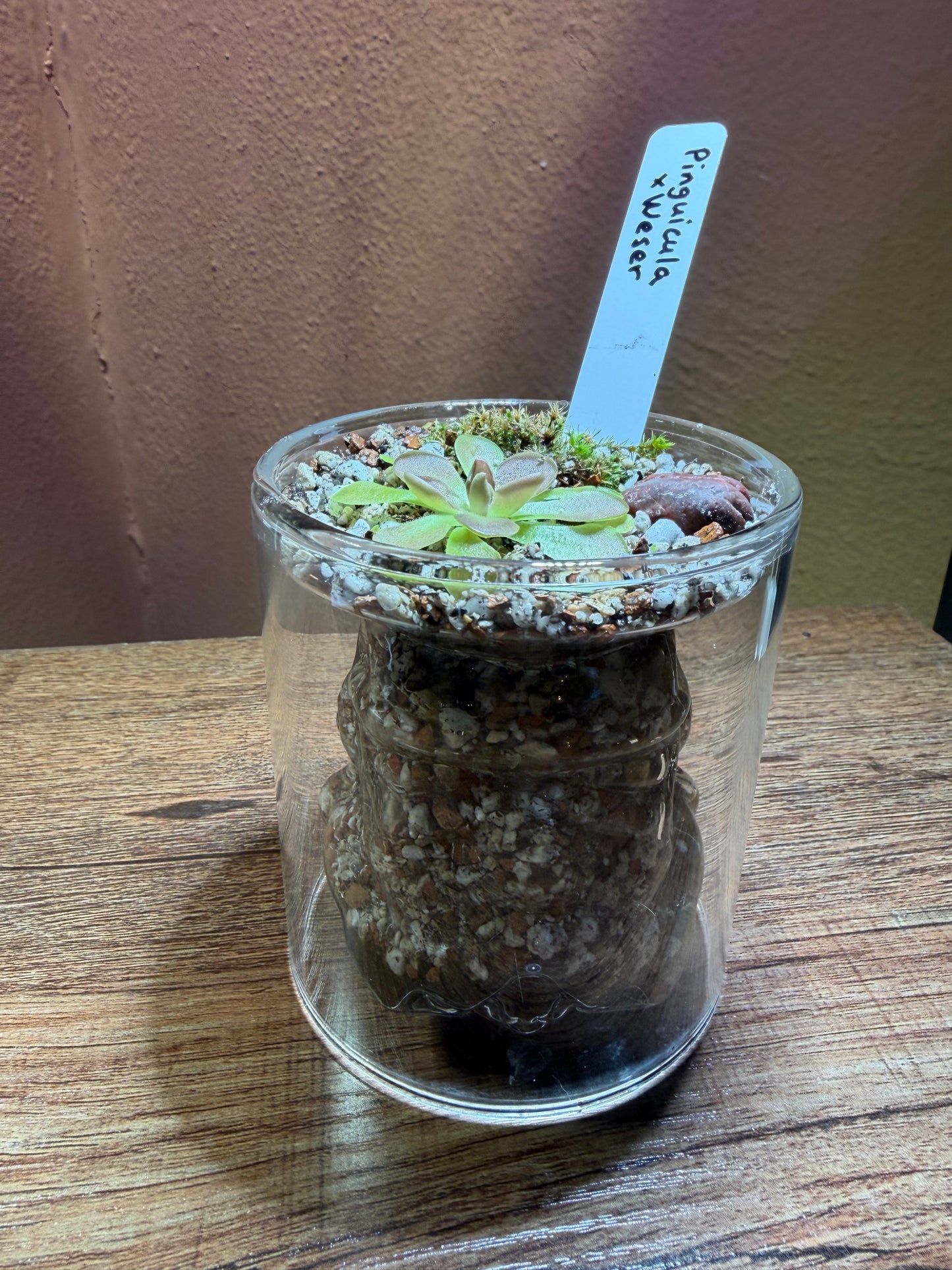 Mini “pingdom” Pinguicula xWeser