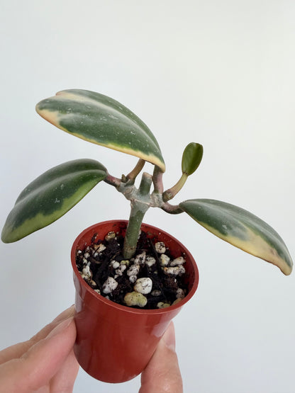 2” Hoya Kerii - Outer Variegated