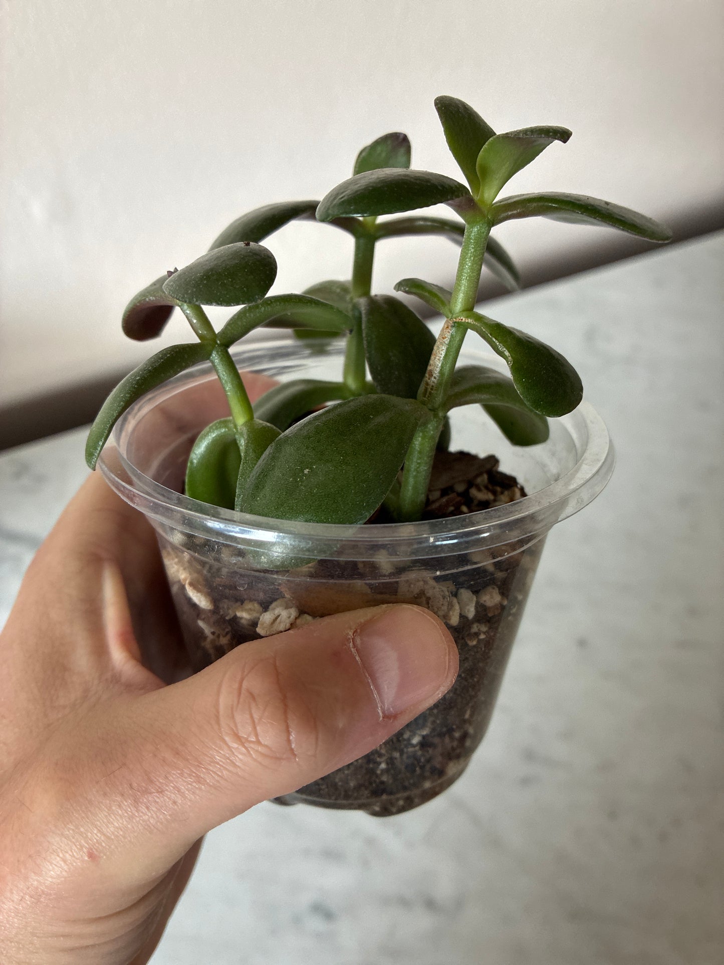 Jade plant