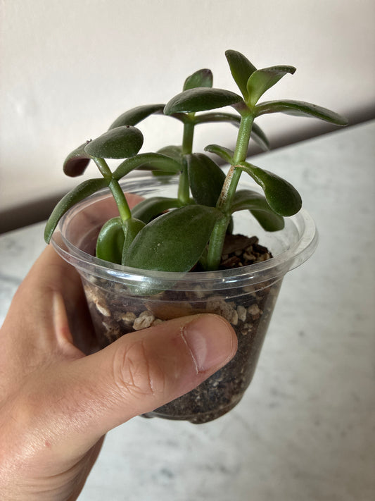 Jade plant
