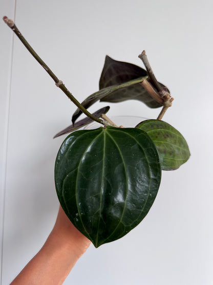 4" Hoya Glabra (two plants in the pot)