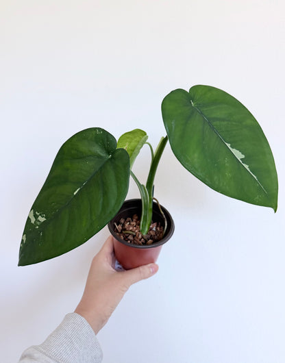 Syngonium Chiapense Albo Variegated