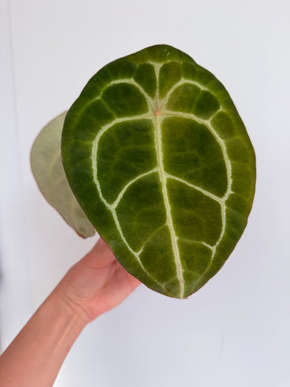 Anthurium Forgetii