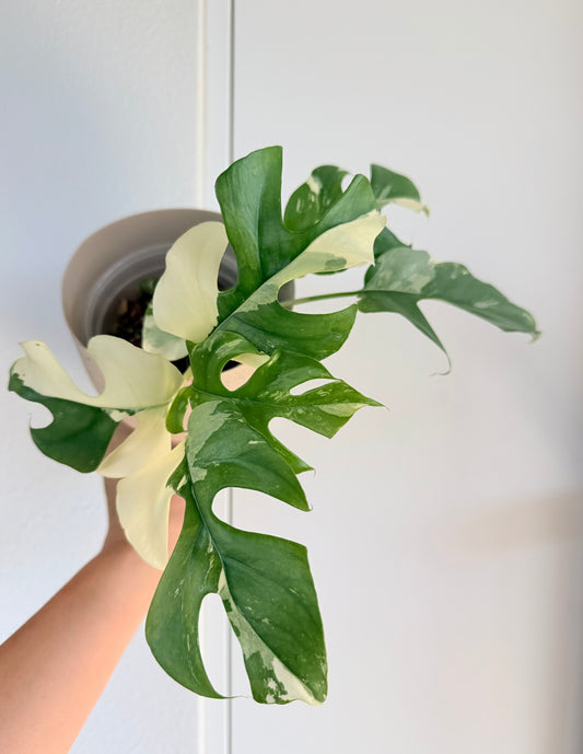 Rhaphidophora Tetrasperma Albo - 4" - Exact Plant!