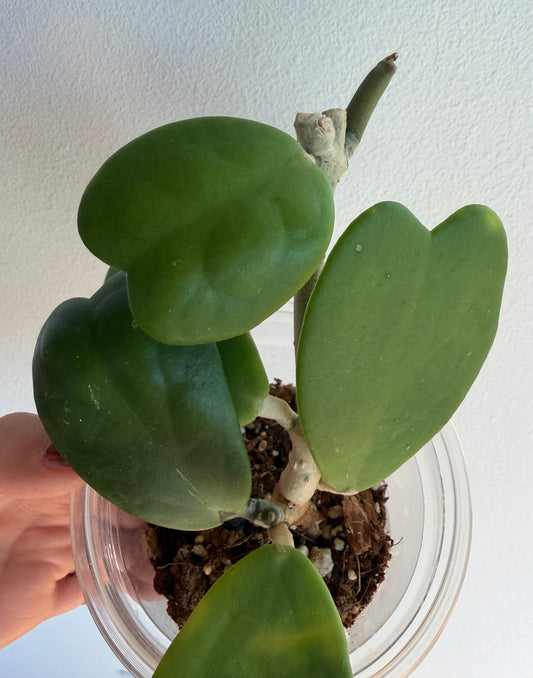 4” Hoya Kerii