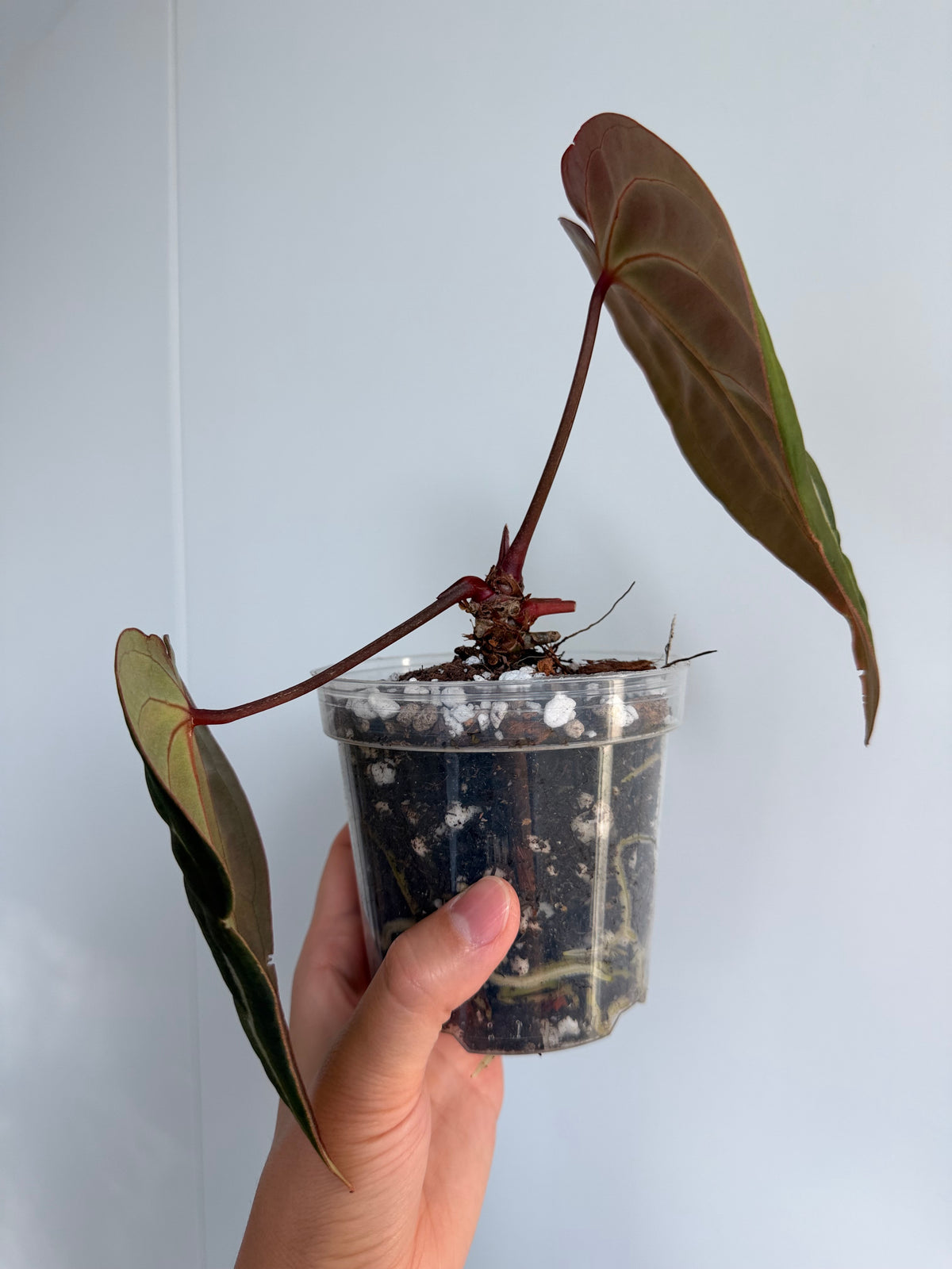 Anthurium Hybrid - A. Chocolate Crystal Wu 1 x besseae aff