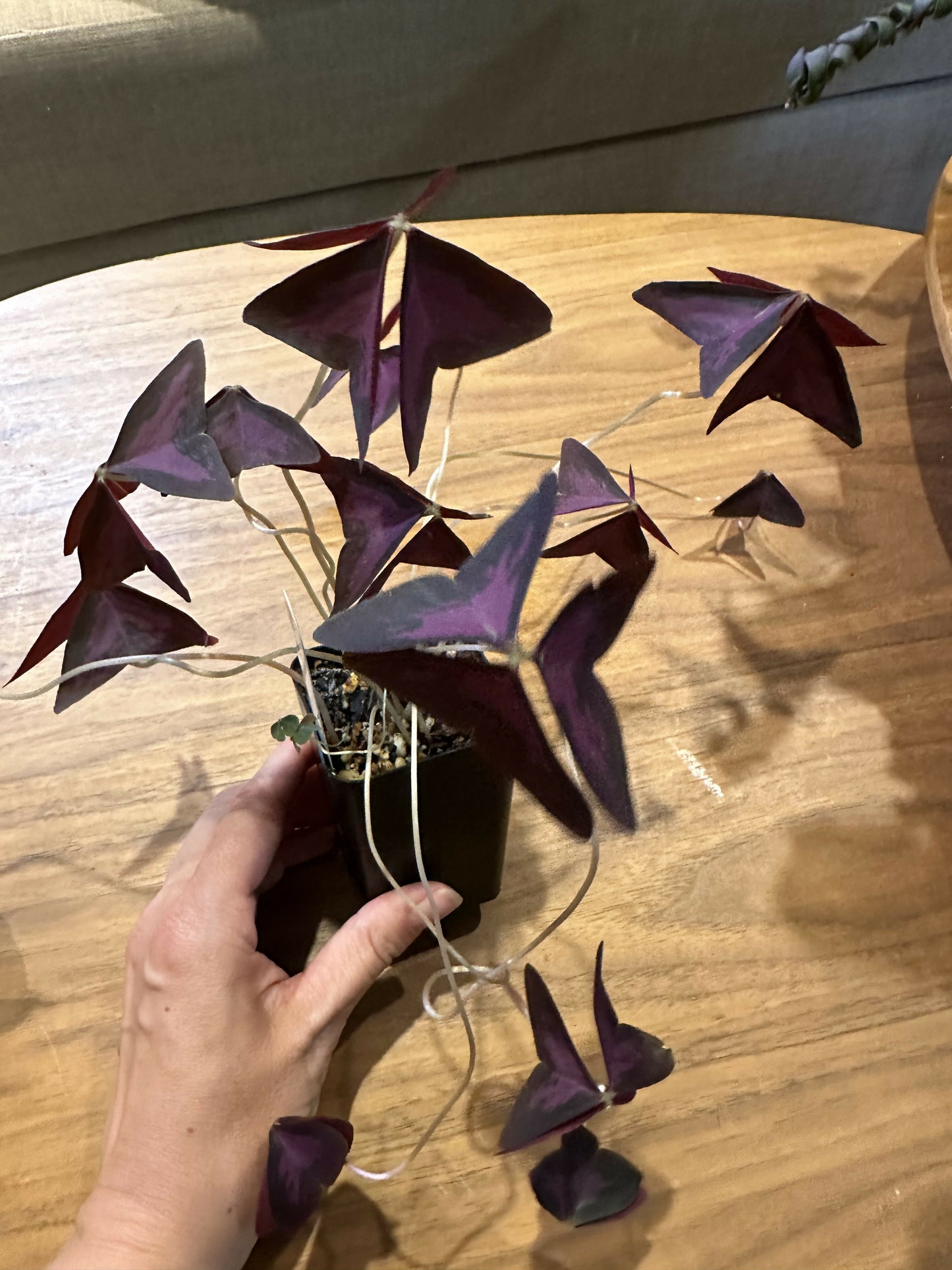 Oxalis triangularis ‘purple shamrock’