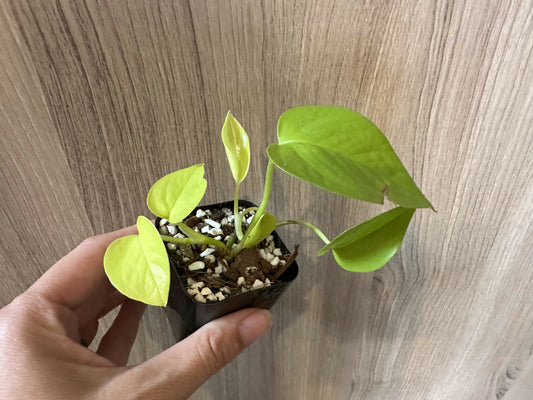 epipremnum aureum “neon pothos”