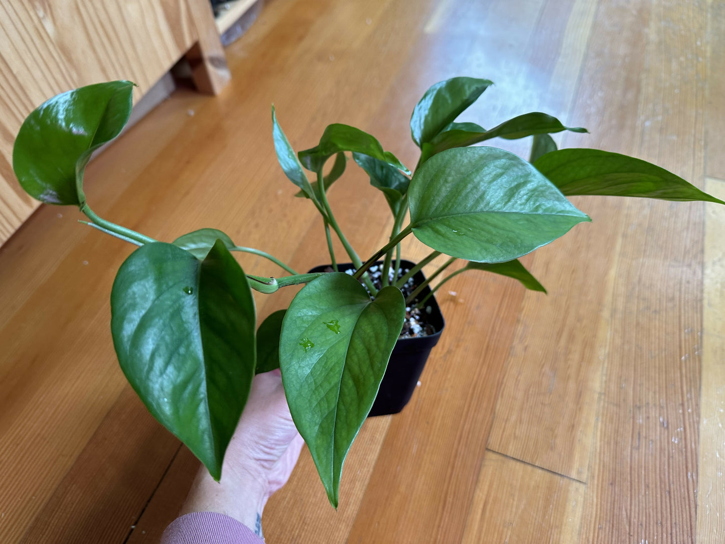 Epipremnum aureum 'Jade’ pothos