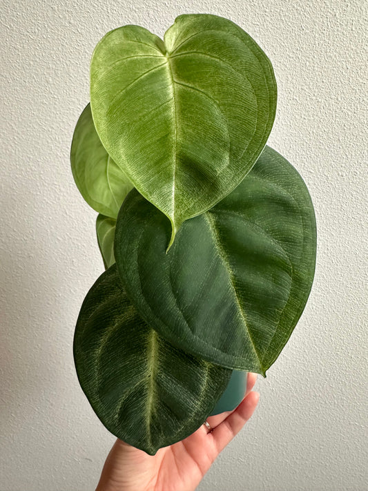 4" Syngonium Chiapense 'Frosted Heart'