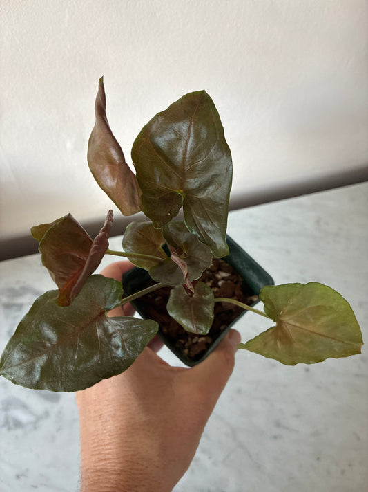 Syngonium Maria Allusion