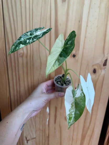 alocasia frydek variegated