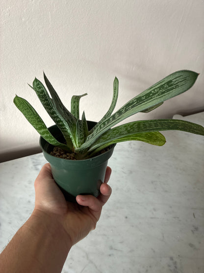 Gasteria Little Warty