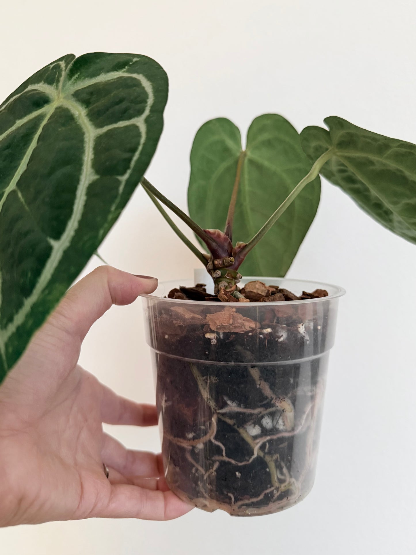 Anthurium - Batch 54