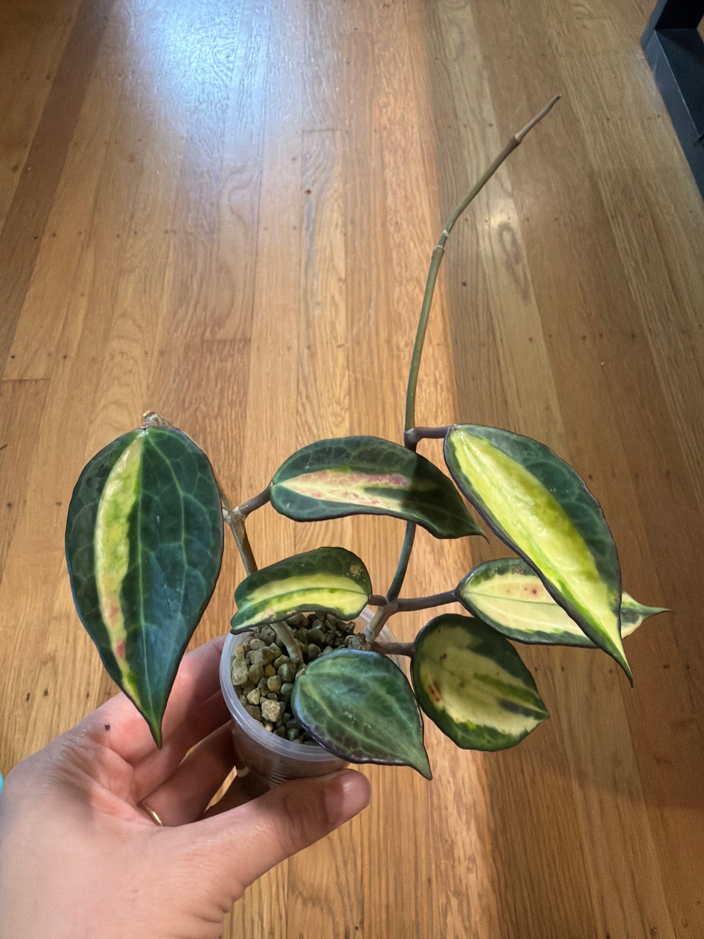Hoya macrophylla inner variegated “pot of gold”