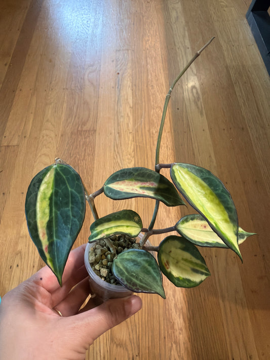 Hoya macrophylla inner variegated “pot of gold”