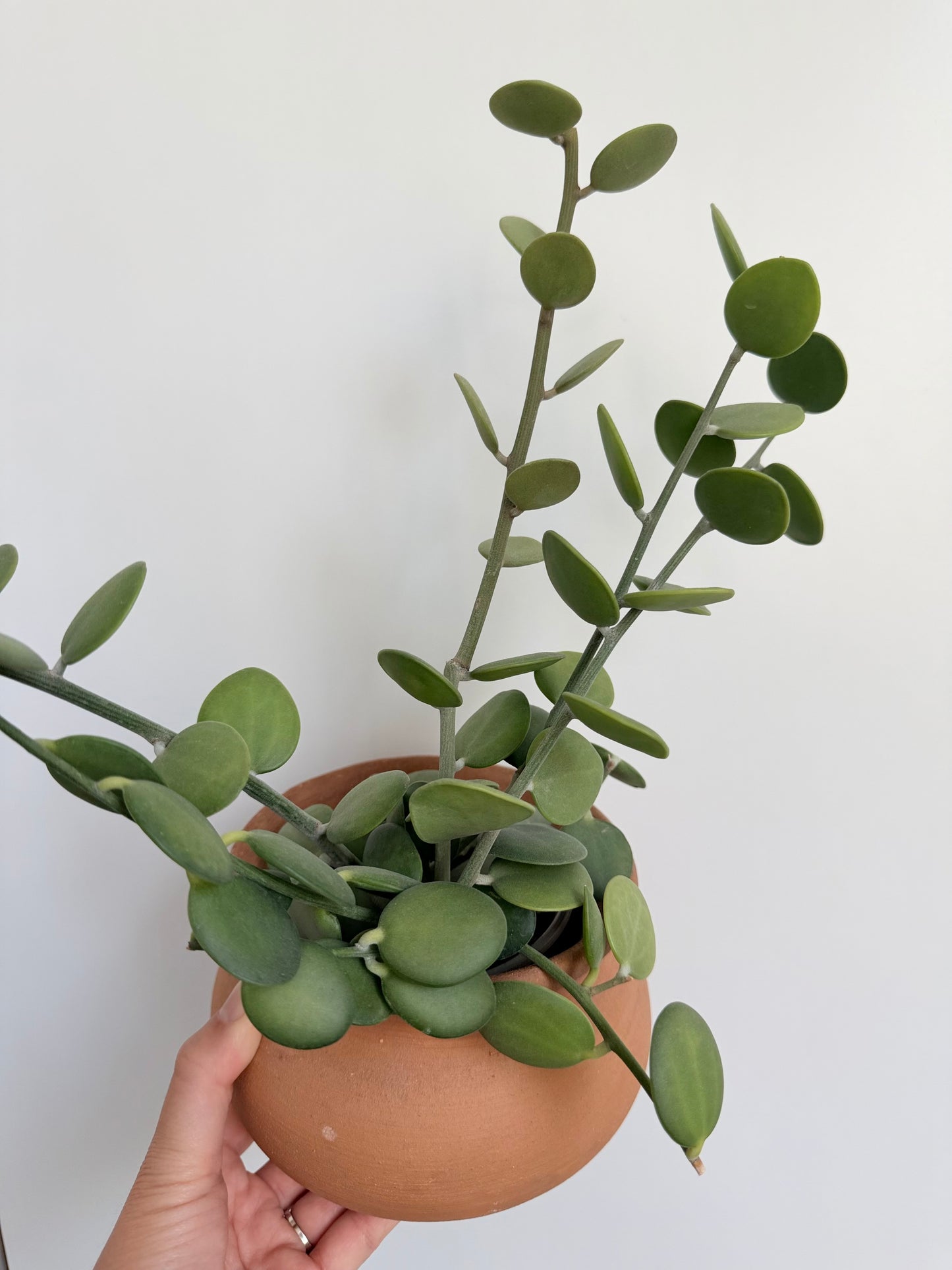 4” Pot - Silver Dollar Vine (Xerosicyos danguyi)
