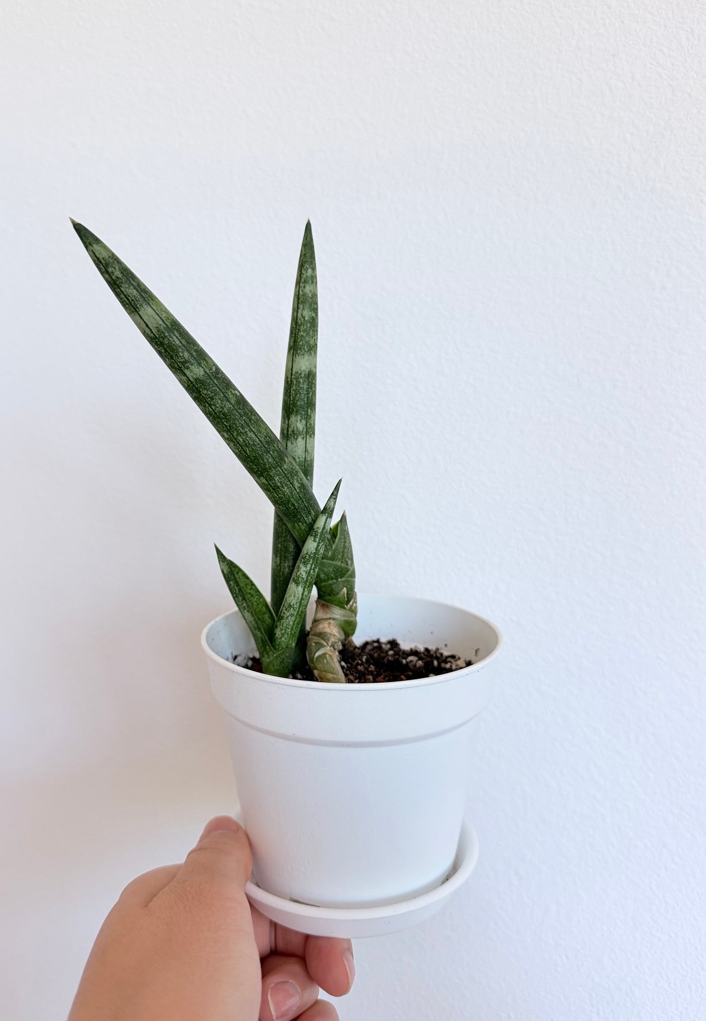 Sansevieria cylindrica 'Boncel' (Starfish Snake Plant)