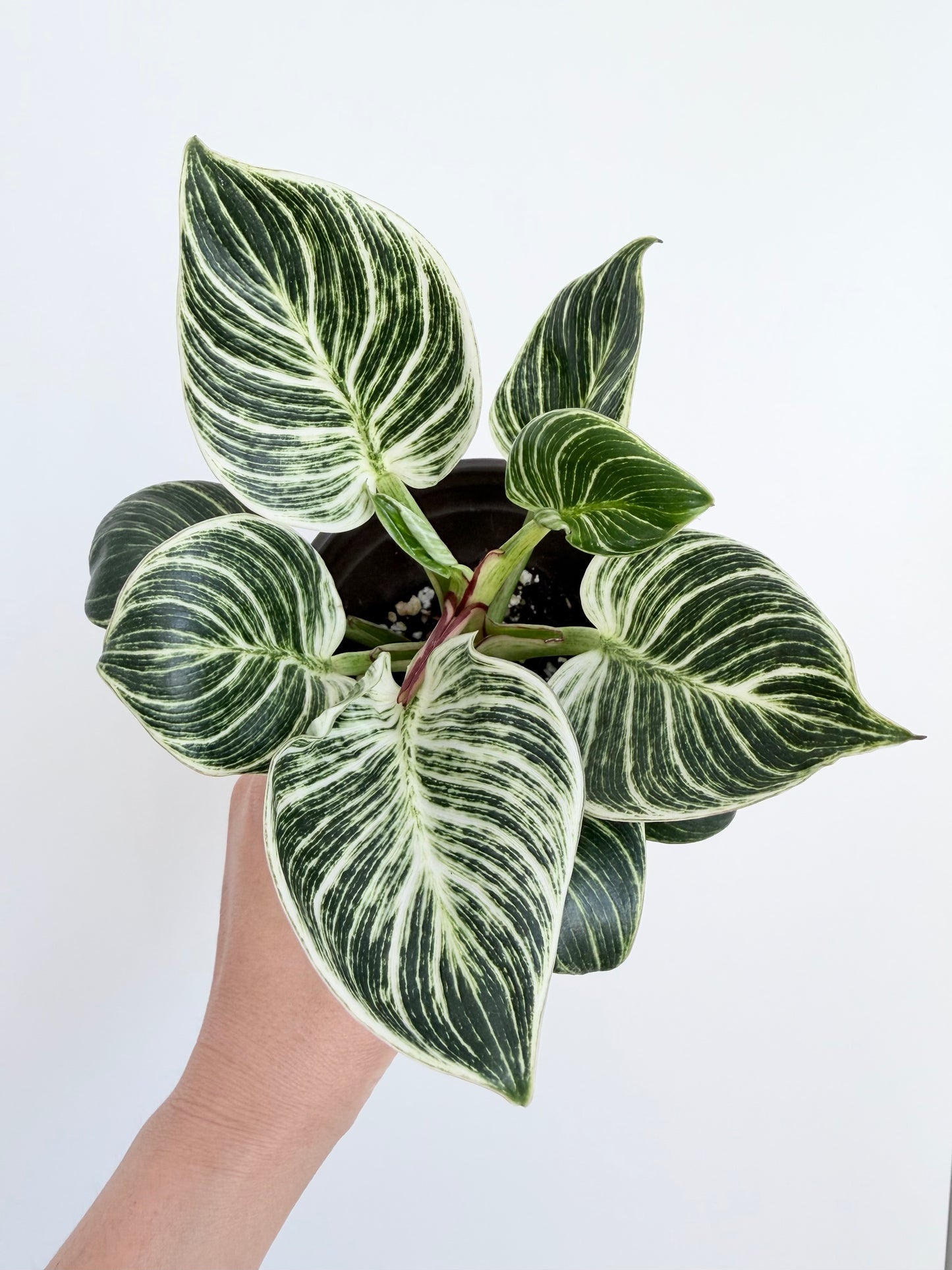 4" Philodendron 'Birkin'